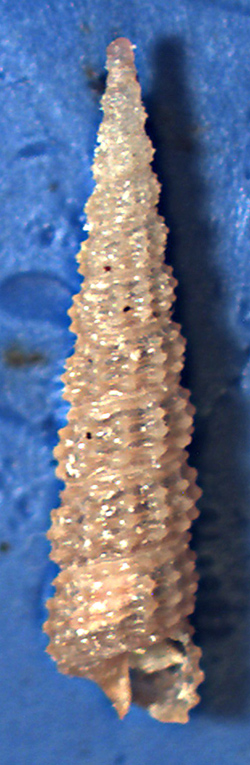 Metaxia metaxae